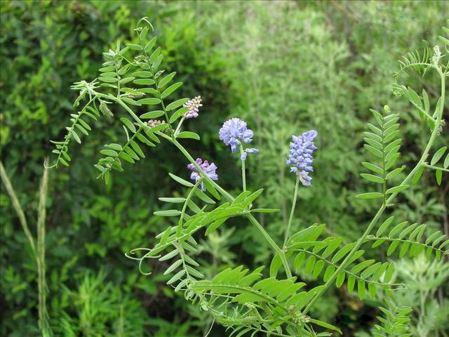 高產牧草種子——毛苕子播種方法 高產牧草種子——毛苕子播種方法