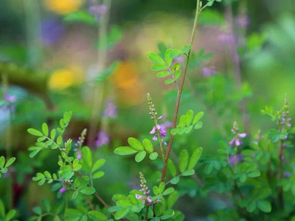 「每日一植」馬棘植物形態以及生長環境