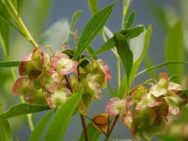 生態綠化種子有哪些,有什么需要注意的 生態綠化種子有哪些,有什么需要注意的