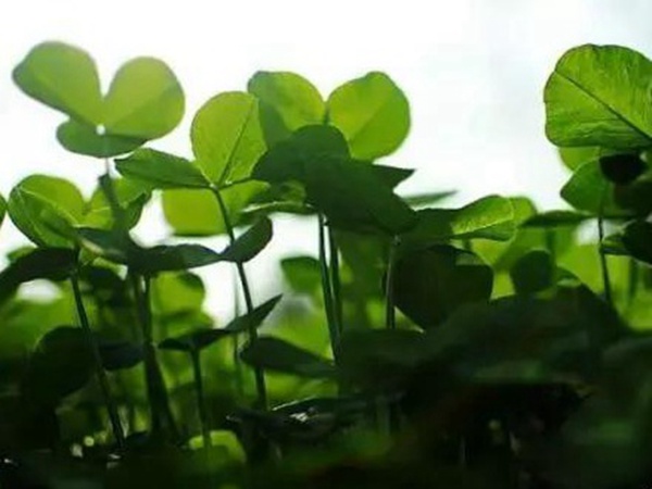 十種優(yōu)質(zhì)牧草及其栽培技術(shù)與方法 十種優(yōu)質(zhì)牧草及其栽培技術(shù)與方法