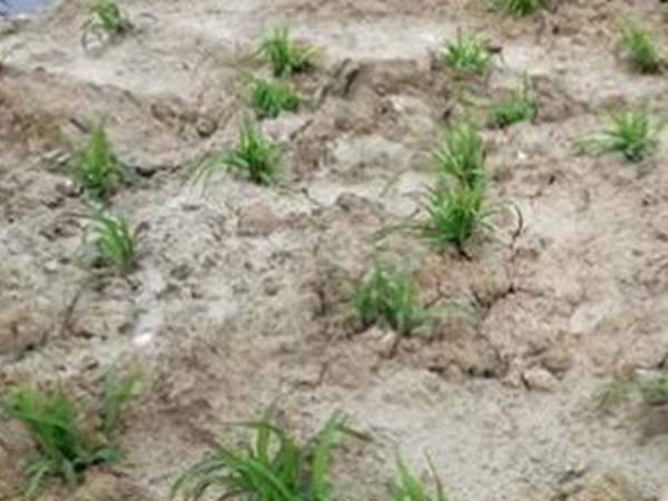 墨西哥玉米草出苗成活率是什么原因,怎么樣提高成活率? 墨西哥玉米草出苗成活率是什么原因,怎么樣提高成活率?