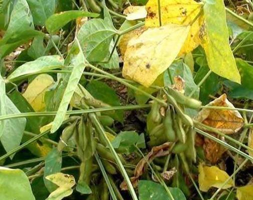 黑豆種植方法有哪些？什么時(shí)候播種比較合適？