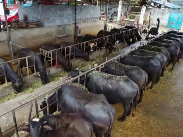 高產優質的幾種牧草有哪些 高產優質的幾種牧草有哪些