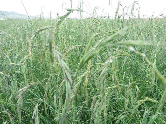 想種植披堿草，又不知道種植方法，這有幾個(gè)方法