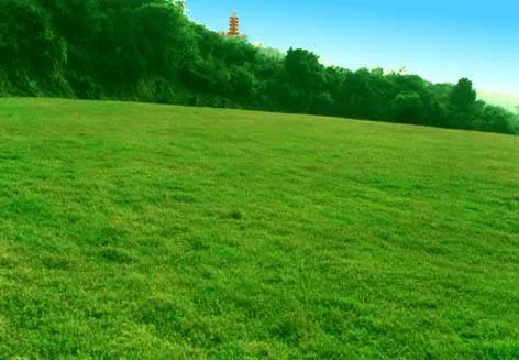 草坪如何才能美如畫,需要這幾個步驟 草坪如何才能美如畫,需要這幾個步驟