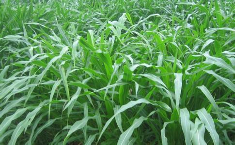 墨西哥玉米草有這些優勢，你懂嗎
