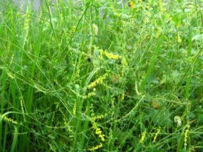 草木犀種植方法及特點介紹,什么時候種植比較好 草木犀種植方法及特點介紹,什么時候種植比較好