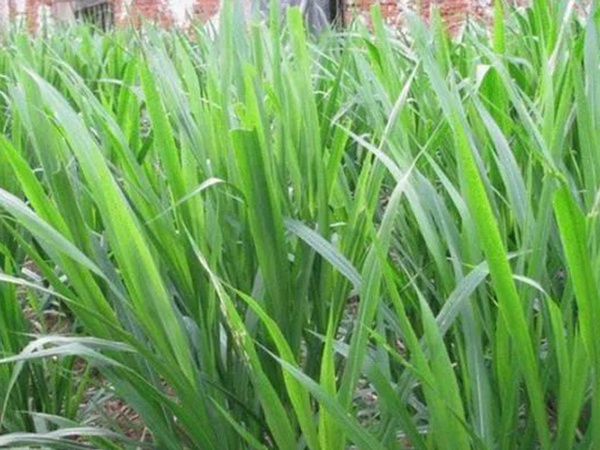 象草是一種高價值的飼料,種植栽培方法是什么 象草是一種高價值的飼料,種植栽培方法是什么