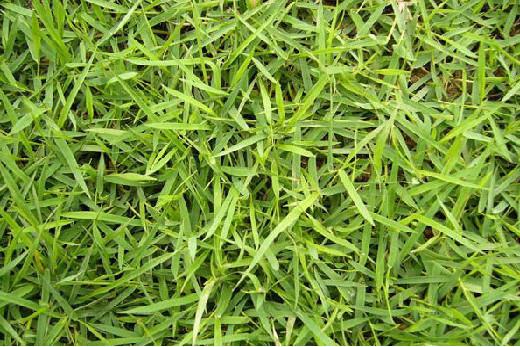 庭院草坪|院子里的天然草坪建植及養(yǎng)護(hù)方法 庭院草坪|院子里的天然草坪建植及養(yǎng)護(hù)方法