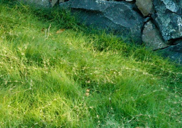 野牛草種植技術以及養護管理方法有哪些 野牛草種植技術以及養護管理方法有哪些