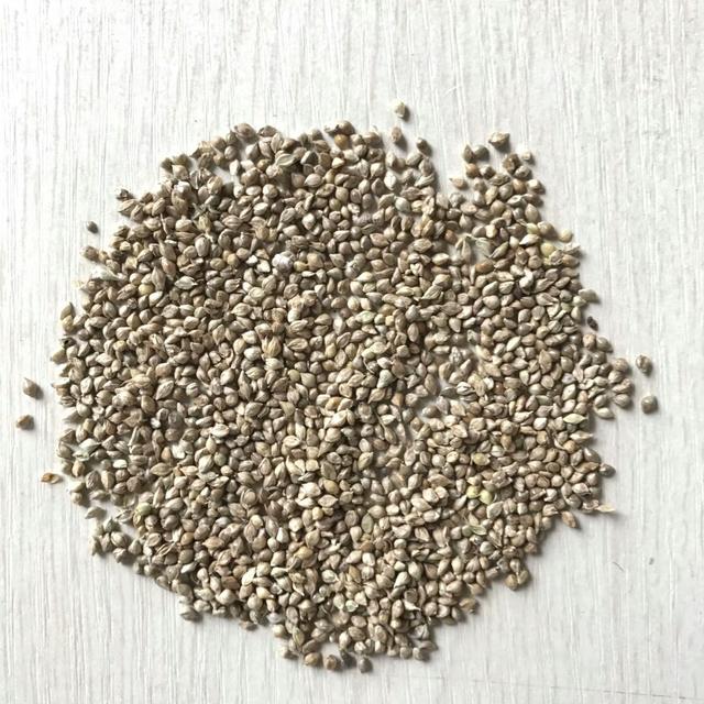 種植小米草的優勢在哪里?養殖小龍蝦怎么樣? 種植小米草的優勢在哪里?養殖小龍蝦怎么樣?