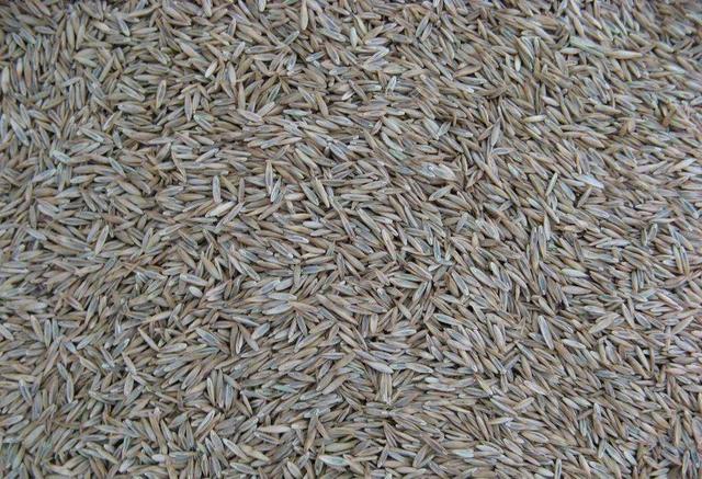 多年生黑麥草在我國的發展形式為何會這么的好? 多年生黑麥草在我國的發展形式為何會這么的好?