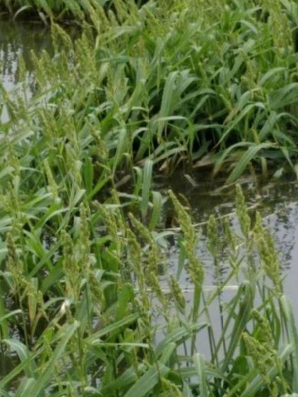 小米草的種植要求之小龍蝦養殖要求 小米草的種植要求之小龍蝦養殖要求