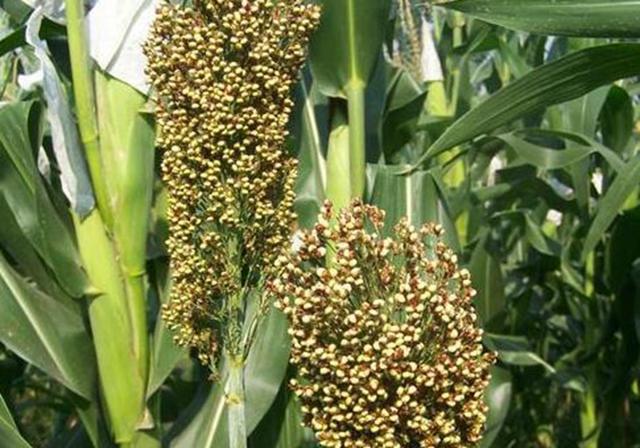 甜高粱栽培，田間管理方法有哪些