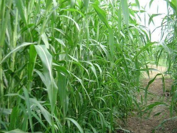 最適合養(yǎng)牛的四種牧草有哪些 最適合養(yǎng)牛的四種牧草有哪些