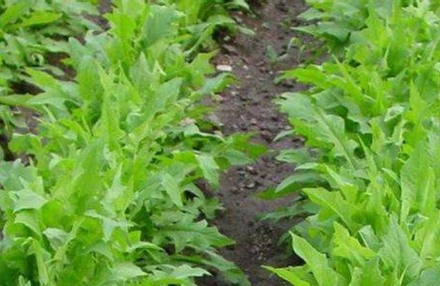 在田間小路看見的優質牧草-苦荬菜種植技術及品種價值 在田間小路看見的優質牧草-苦荬菜種植技術及品種價值
