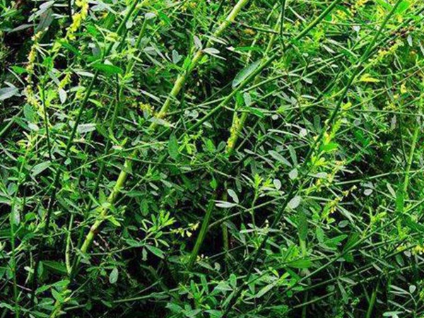 草木樨種子去哪里買比較好？育苗方法有哪些？