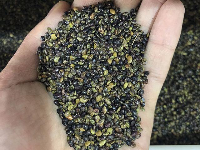 胡枝子的種植技術介紹，什么時候播種最佳？