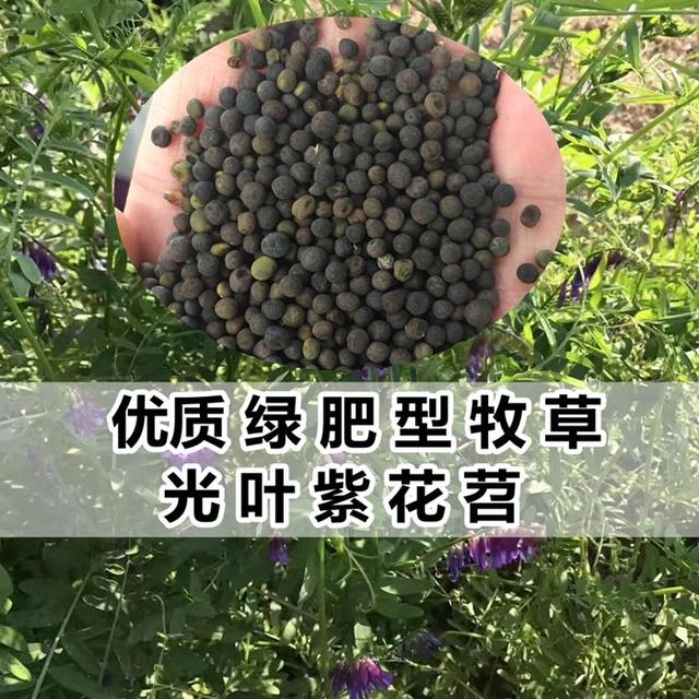 優(yōu)質養(yǎng)蜂蜜源植物、牧草光葉紫花苕的種植技術 優(yōu)質養(yǎng)蜂蜜源植物、牧草光葉紫花苕的種植技術