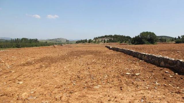 野牛草種植技術以及養護管理方法有哪些 野牛草種植技術以及養護管理方法有哪些