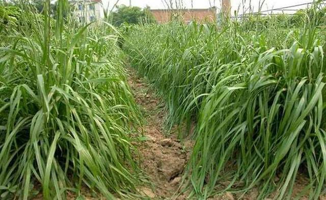 這么優(yōu)質(zhì)的高丹草牧草,怎么種植比較好? 這么優(yōu)質(zhì)的高丹草牧草,怎么種植比較好?