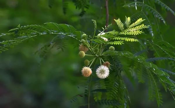 賞花——【銀合歡】主要價值 賞花——【銀合歡】主要價值