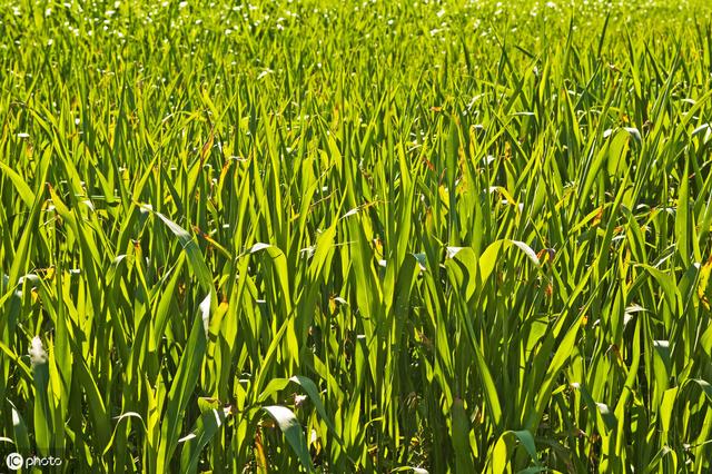 牛羊愛吃的蘇丹草,獲得高產量牧草需要這樣種植 牛羊愛吃的蘇丹草,獲得高產量牧草需要這樣種植