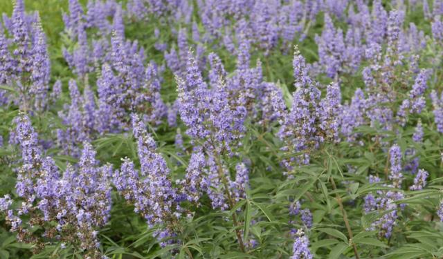 荊條的主要價值以及種植管理技術(shù)介紹 荊條的主要價值以及種植管理技術(shù)介紹
