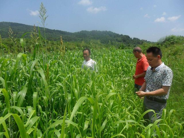 高丹草對環境有什么要求,在什么環境下存活 高丹草對環境有什么要求,在什么環境下存活