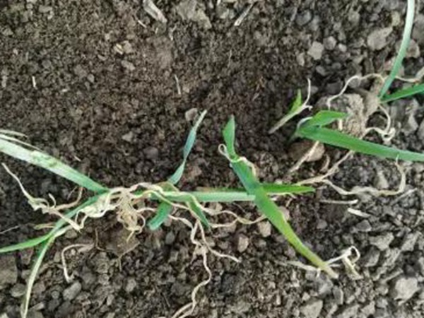 春播燕麥預防麥苗期凍害及凍害后如何補救措施 春播燕麥預防麥苗期凍害及凍害后如何補救措施