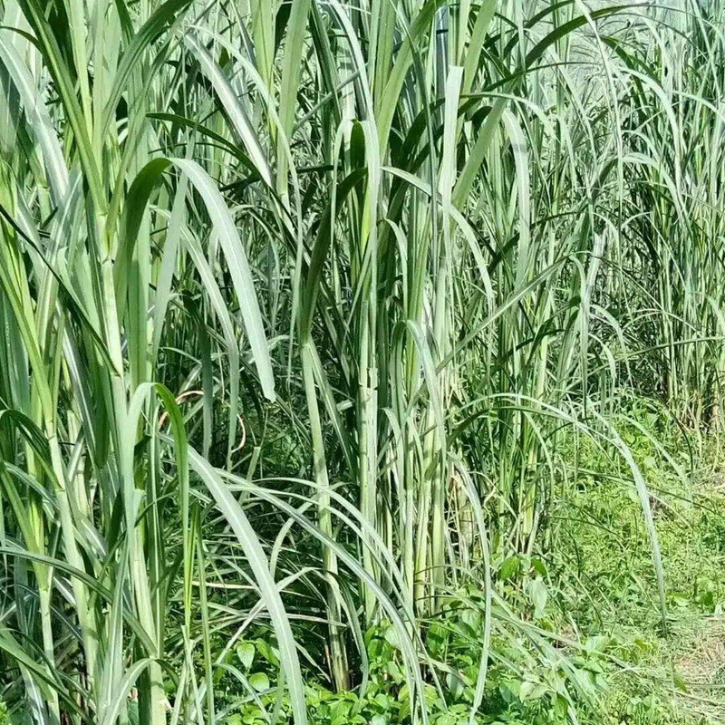 喂兔最佳牧草——甜象草簡單介紹 喂兔最佳牧草——甜象草簡單介紹