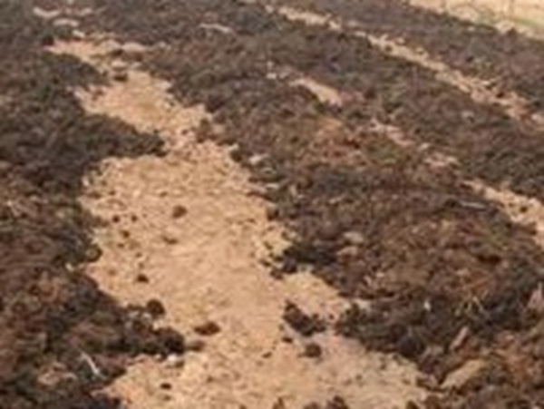 種植墨西哥玉米有這幾個要點,掌握好這幾個要點獲得高產量 種植墨西哥玉米有這幾個要點,掌握好這幾個要點獲得高產量