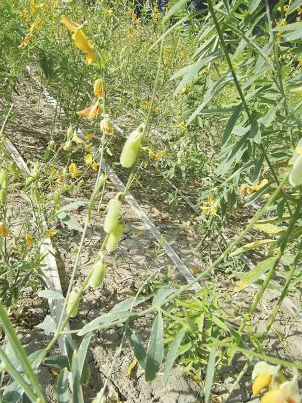 豬屎豆栽培技術與管理應用方法 豬屎豆栽培技術與管理應用方法