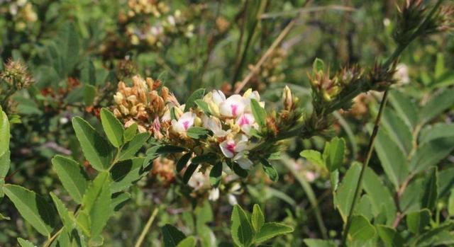 胡枝子經濟價值及種植技術 胡枝子經濟價值及種植技術