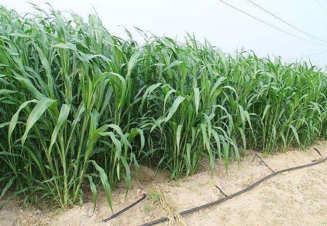 優質牧草——高丹草,種植高丹草種子如何高產? 優質牧草——高丹草,種植高丹草種子如何高產?