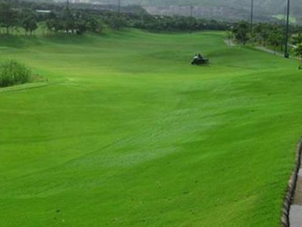 堿茅草種子種植方法是什么,發(fā)芽率怎么樣 堿茅草種子種植方法是什么,發(fā)芽率怎么樣