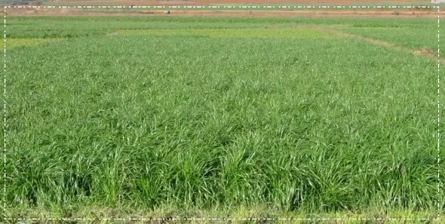 一年生黑麥草基本介紹，和多年生黑麥草有什么區別