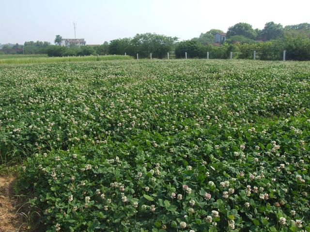 白三葉魅力為啥如此的大,觀賞性大,居然那么多的人都去種植 白三葉魅力為啥如此的大,觀賞性大,居然那么多的人都去種植