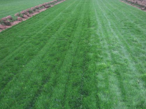 早熟禾優質的草坪草——早熟禾牧草種子 早熟禾優質的草坪草——早熟禾牧草種子