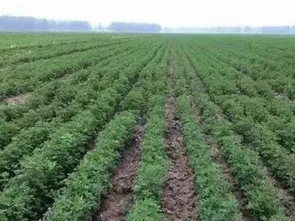 紫花苜蓿春季播種栽培技術(shù) 紫花苜蓿春季播種栽培技術(shù)