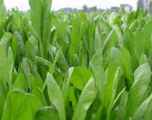 養殖戶注意了,土雞愛吃的八大牧草,有什么需要注意的? 養殖戶注意了,土雞愛吃的八大牧草,有什么需要注意的?