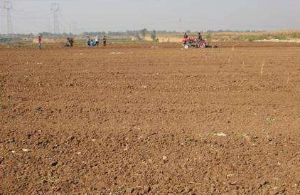 冬天適合播種的牧草——一年生黑麥草 冬天適合播種的牧草——一年生黑麥草
