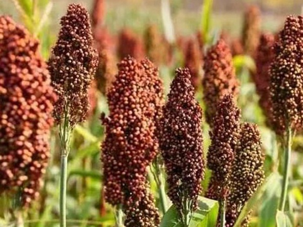 甜高粱簡單的種植方法,如何播種 甜高粱簡單的種植方法,如何播種