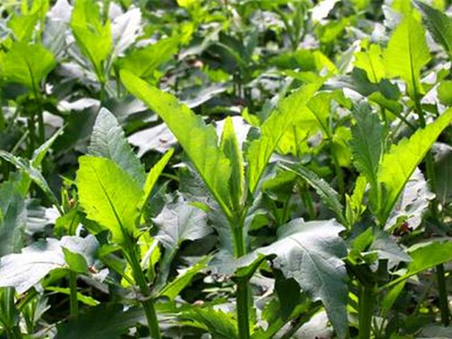 串葉松香草主要價值以及栽培技術(shù)介紹 串葉松香草主要價值以及栽培技術(shù)介紹