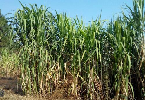 皇竹草的生長環境要求,種植特點分析 皇竹草的生長環境要求,種植特點分析