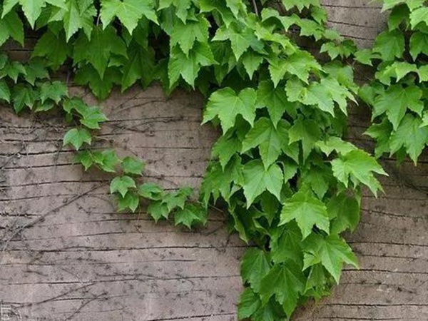 爬山虎如何種,爬山虎種植方法有哪些? 爬山虎如何種,爬山虎種植方法有哪些?