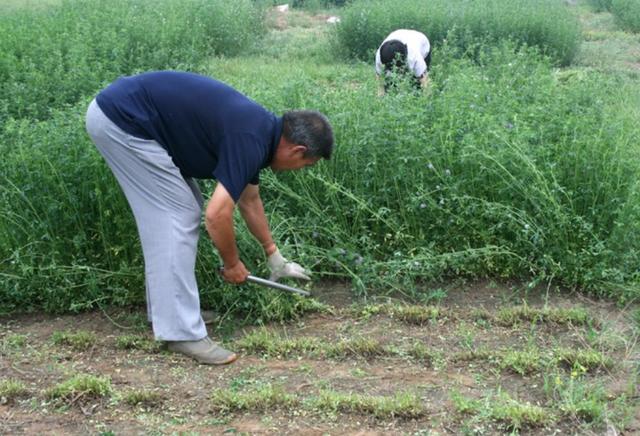 牧草之王—紫花苜蓿高產培育技術 牧草之王—紫花苜蓿高產培育技術