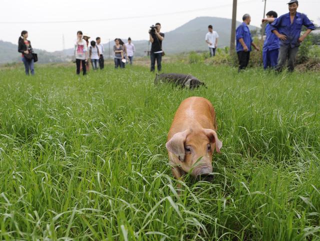 易種植的多年生黑麥草種植方法詳情 易種植的多年生黑麥草種植方法詳情
