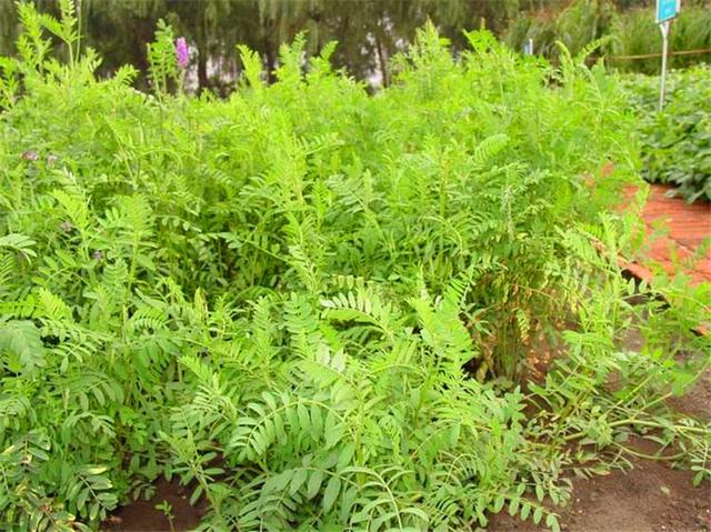 沙打旺基本詳情介紹以及播種方式 沙打旺基本詳情介紹以及播種方式