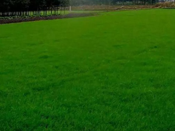 十種優(yōu)質(zhì)牧草及其栽培技術(shù)與方法 十種優(yōu)質(zhì)牧草及其栽培技術(shù)與方法